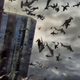 Illustration for article titled Syfy developing iSharknado 3/i, other projects that dont involve Sharknadoes
